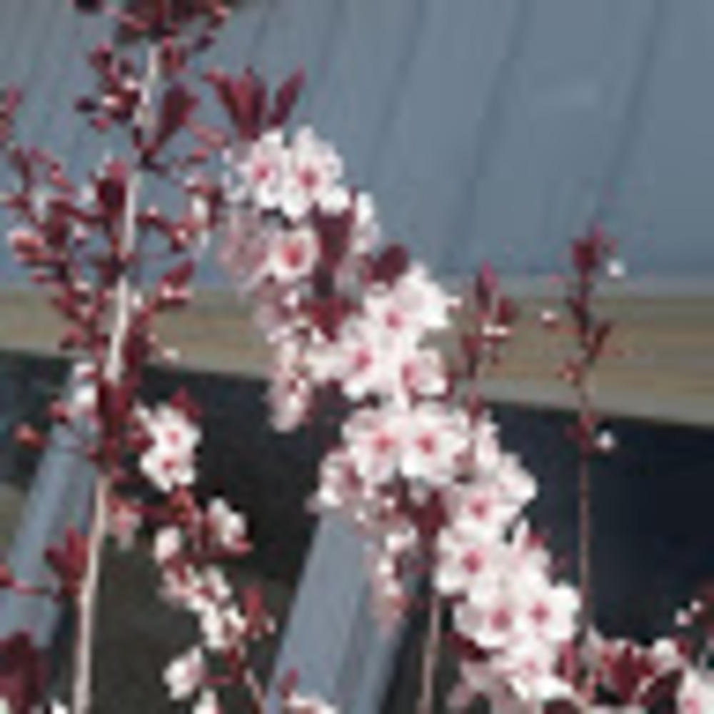 Meet your Posher, Cat